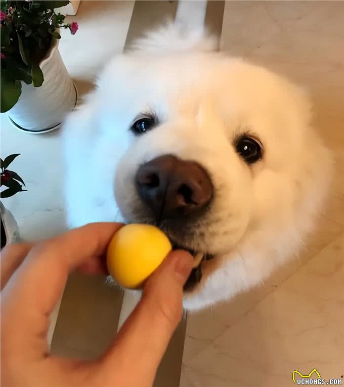 狗狗很喜欢吃的几种食物，看到都流口水了