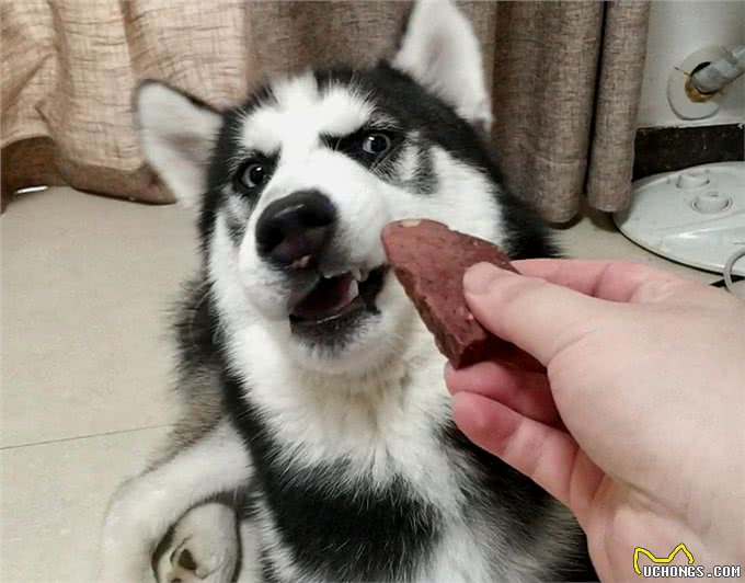 狗狗很喜欢吃的几种食物，看到都流口水了