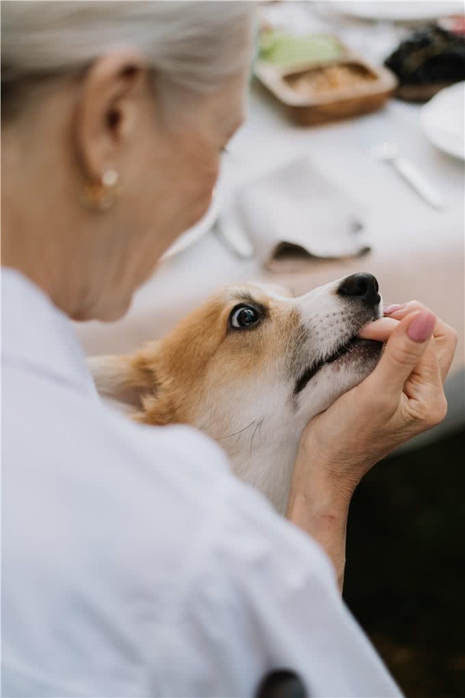 5种适合老年人饲养的犬种