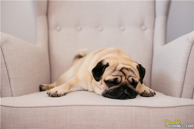 5种适合老年人饲养的犬种