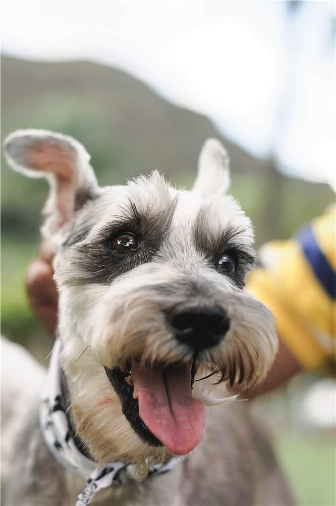 5种适合老年人饲养的犬种