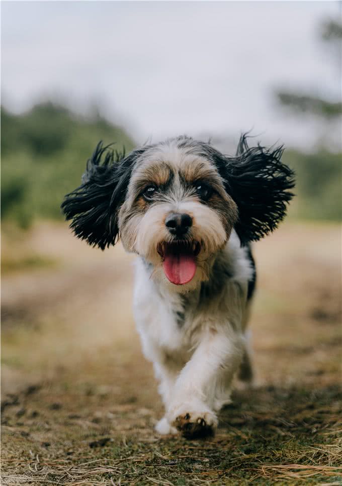 5种适合老年人饲养的犬种