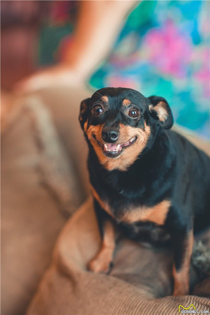 5种适合老年人饲养的犬种
