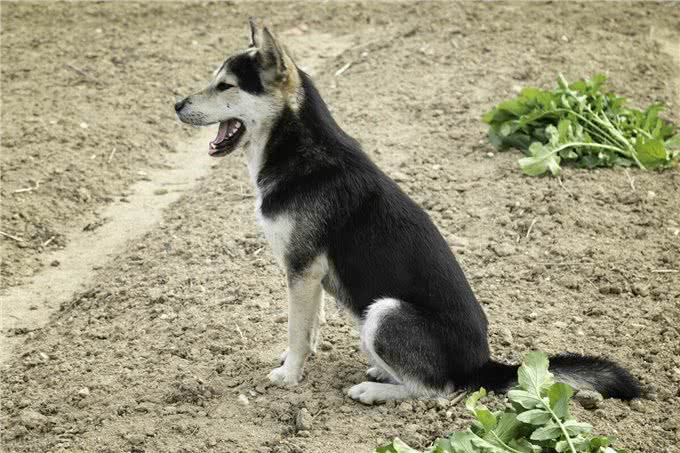 5种适合老年人饲养的犬种