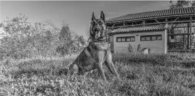 马犬—忠诚卫士，罪恶克星