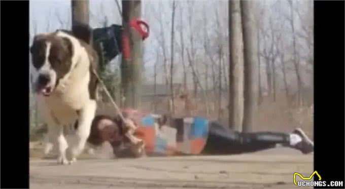 建议小个子女生，养大型犬么?