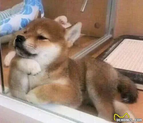 建议小个子女生，养大型犬么?