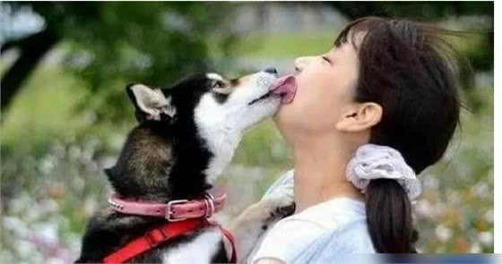 揭秘:狗狗舔人的5大原因，不是喜欢你哦!