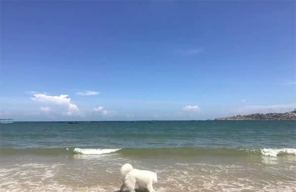 夏天到了，能不能带狗狗去游泳?带狗游泳的注意事项，你知道吗?