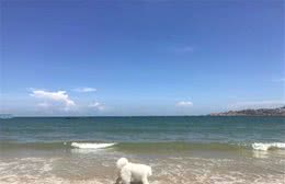 夏天到了，能不能带狗狗去游泳?带狗游泳的注意事项，你知道吗?