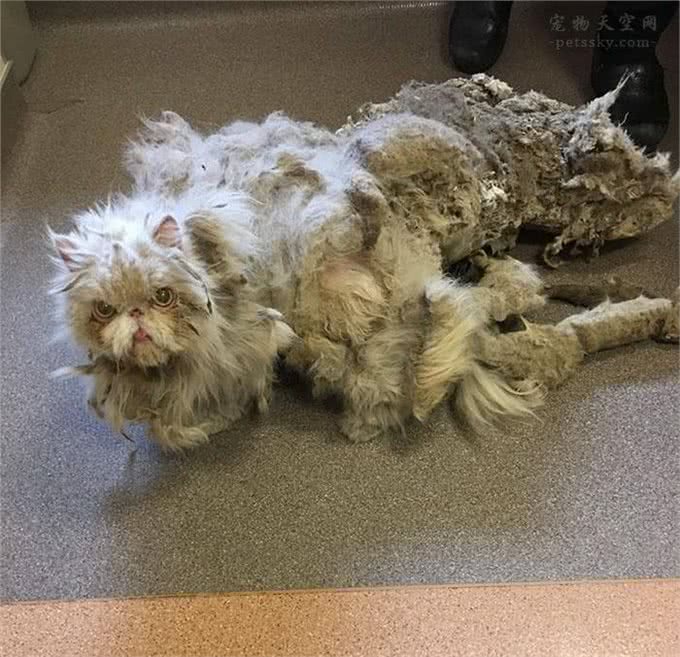 让人很心疼的波斯猫，浑身都是打结的毛发，还好遇到了好人
