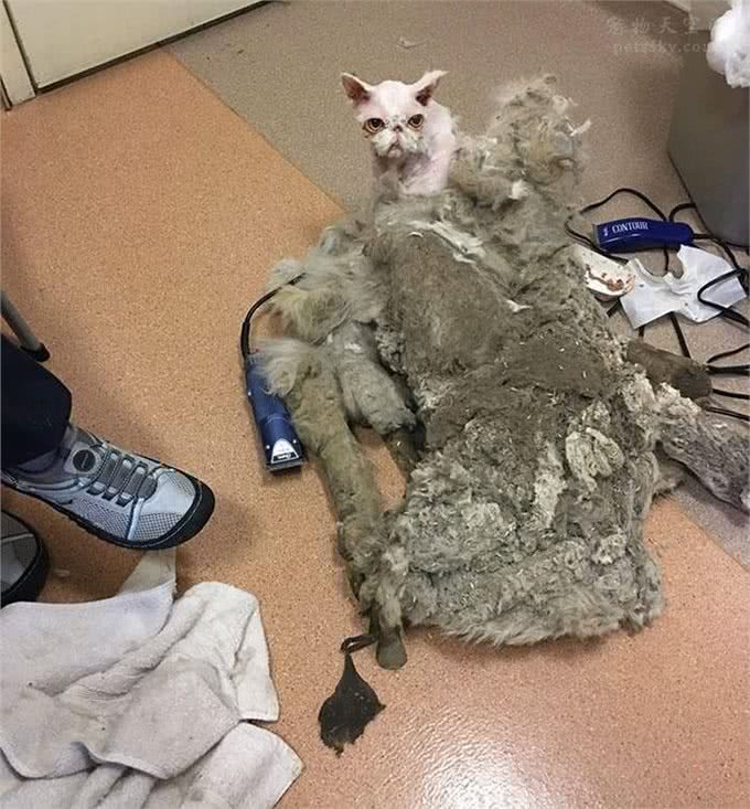 让人很心疼的波斯猫，浑身都是打结的毛发，还好遇到了好人