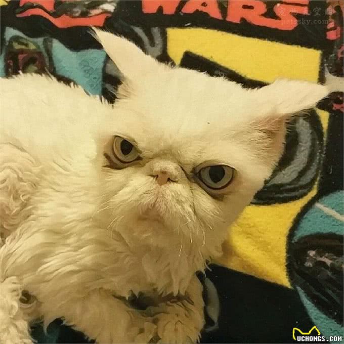 让人很心疼的波斯猫，浑身都是打结的毛发，还好遇到了好人