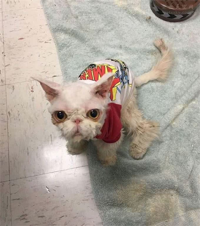 让人很心疼的波斯猫，浑身都是打结的毛发，还好遇到了好人