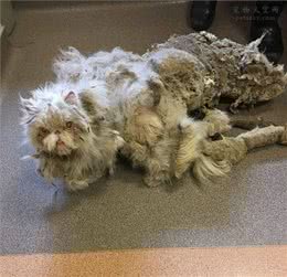 让人很心疼的波斯猫，浑身都是打结的毛发，还好遇到了好人