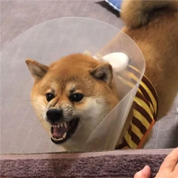 300和3000的柴犬有啥区别?差在哪里?