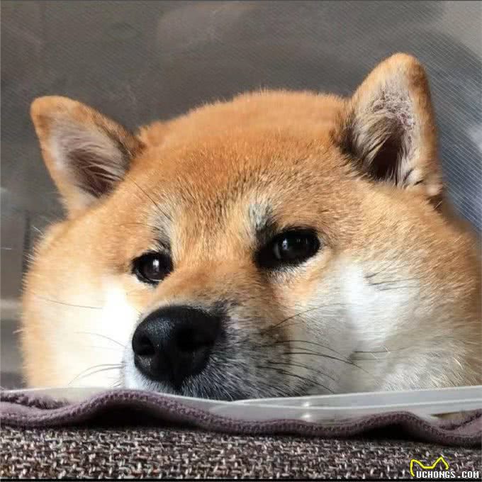 300和3000的柴犬有啥区别?差在哪里?