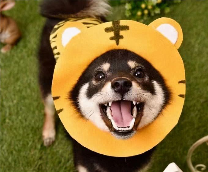 300和3000的柴犬有啥区别?差在哪里?