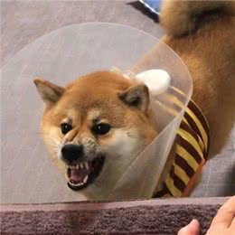 300和3000的柴犬有啥区别?差在哪里?