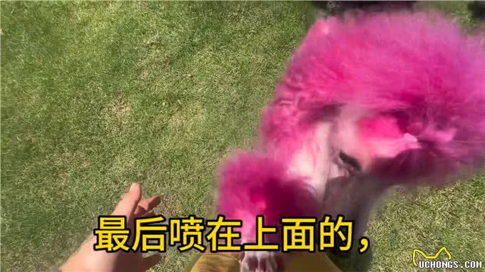 挑选狗粮的三大误区—狗粮推荐排行榜