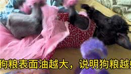 挑选狗粮的三大误区—狗粮推荐排行榜