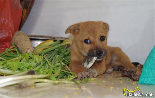 猫吃鱼还是狗吃鱼，鱼有什么好吃的，应该怎么吃