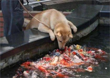 猫吃鱼还是狗吃鱼，鱼有什么好吃的，应该怎么吃