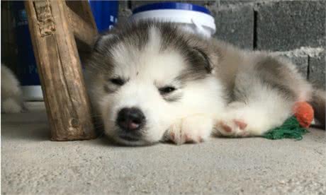 猫吃鱼还是狗吃鱼，鱼有什么好吃的，应该怎么吃