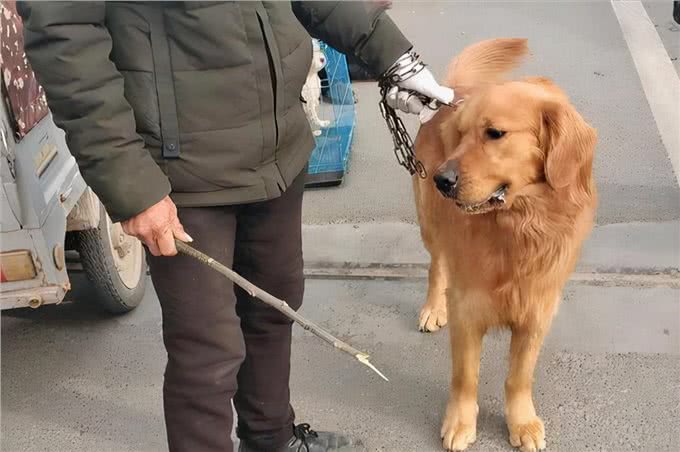 你和狗狗关系好，也不能对它做的事，不然会恨你!