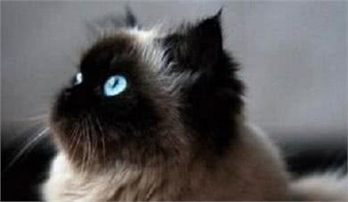 动静皆宜的喜马拉雅猫有一重要习惯要从小培养!
