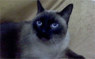 动静皆宜的喜马拉雅猫有一重要习惯要从小培养!