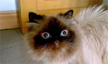 动静皆宜的喜马拉雅猫有一重要习惯要从小培养!