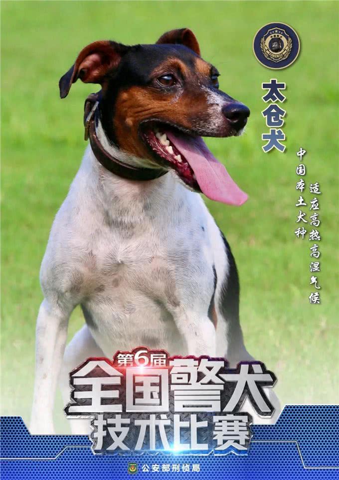 太仓犬出名了!成为中国十大警犬犬种之一