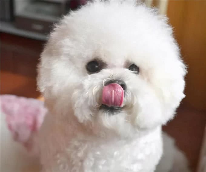 比熊犬拉肚子怎么调理?6招帮你解决