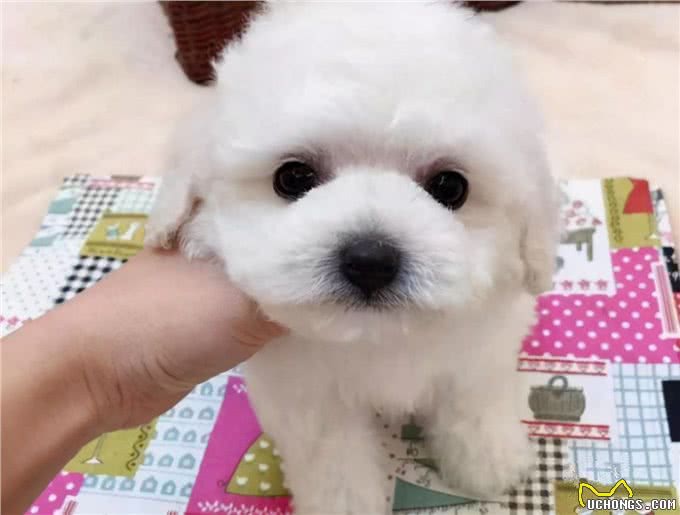 比熊犬拉肚子怎么调理?6招帮你解决