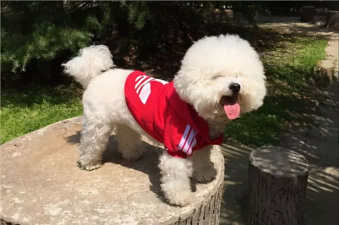比熊犬拉肚子怎么调理?6招帮你解决