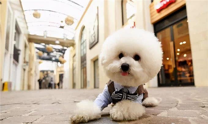 比熊犬拉肚子怎么调理?6招帮你解决