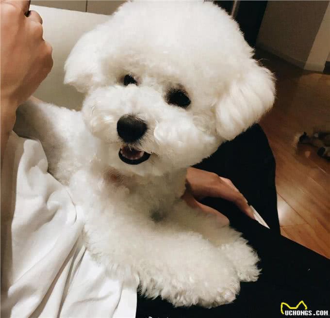 比熊犬拉肚子怎么调理?6招帮你解决