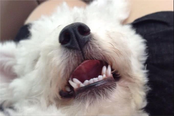 比熊犬拉肚子怎么调理?6招帮你解决