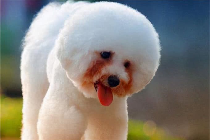 比熊犬拉肚子怎么调理?6招帮你解决