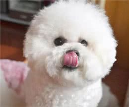 比熊犬拉肚子怎么调理?6招帮你解决
