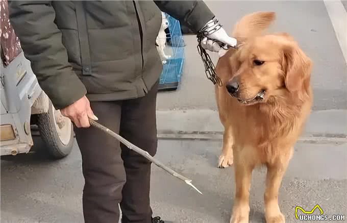 狗狗会害怕的6种东西，你家狗狗都中了吗?