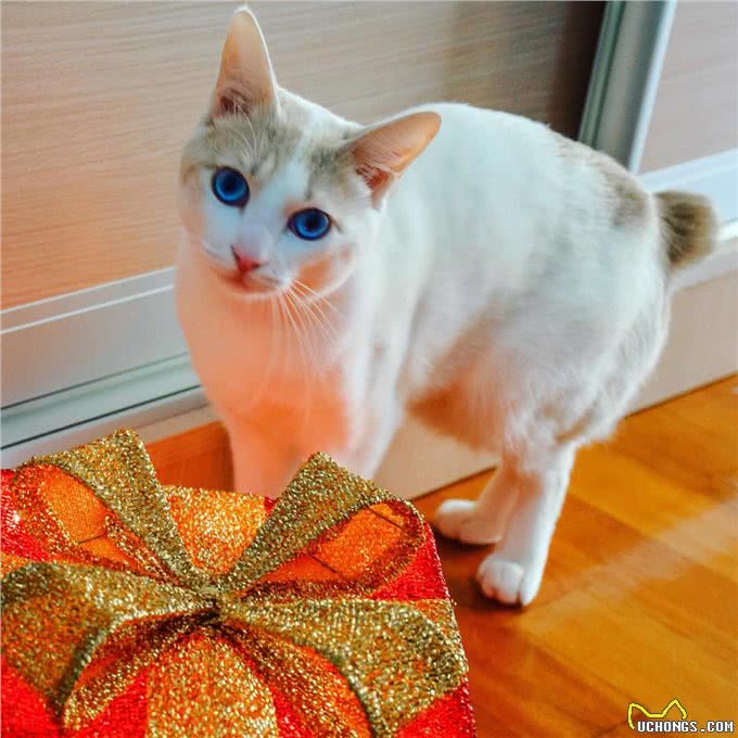 每日一读:猫咪品种—日本短尾猫