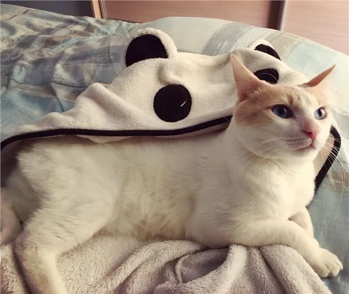 每日一读:猫咪品种—日本短尾猫