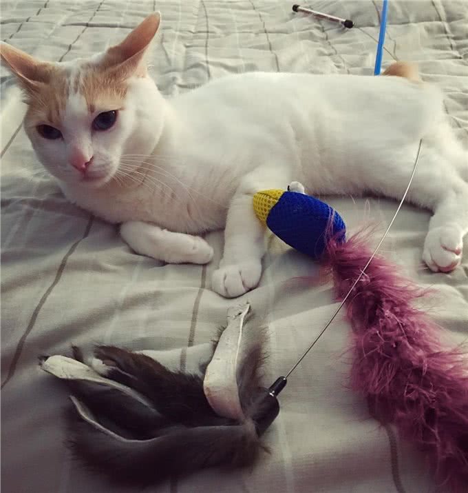 每日一读:猫咪品种—日本短尾猫