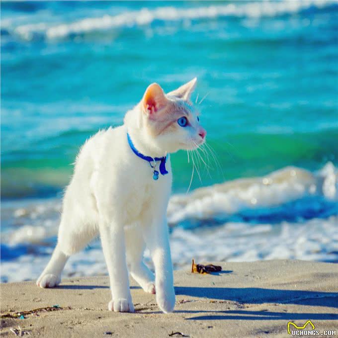 每日一读:猫咪品种—日本短尾猫
