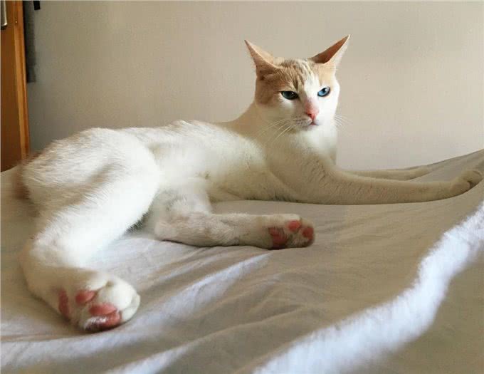每日一读:猫咪品种—日本短尾猫