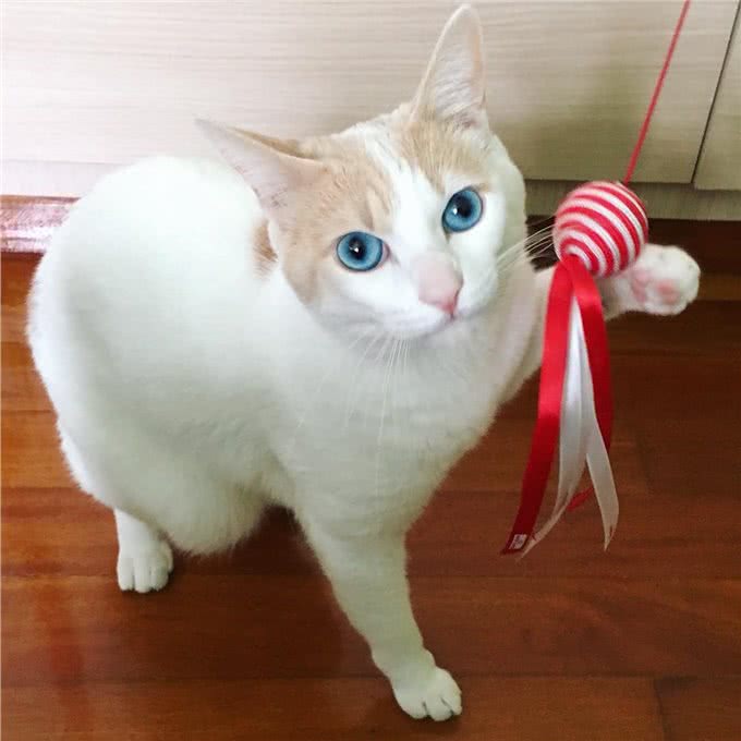 每日一读:猫咪品种—日本短尾猫