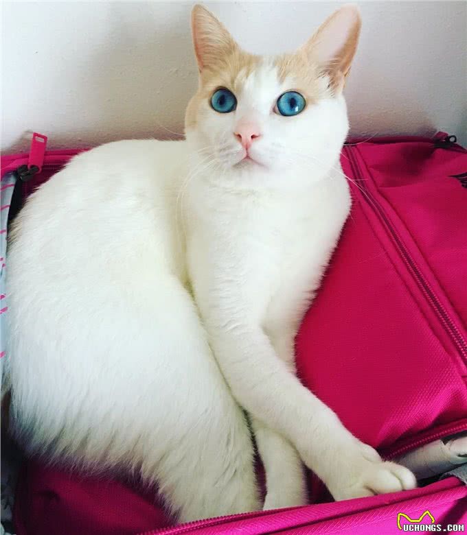 每日一读:猫咪品种—日本短尾猫