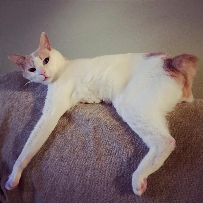 每日一读:猫咪品种—日本短尾猫